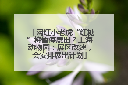 网红小老虎“红糖”将暂停展出？上海动物园：展区改建，会安排展出计划