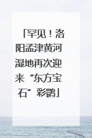 罕见！洛阳孟津黄河湿地再次迎来“东方宝石”彩鹮