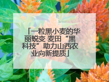 一粒黑小麦的华丽蜕变 麦田“黑科技”助力山西农业向新提质