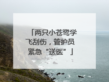 两只小苍鹭学飞刮伤，管护员紧急“送医”