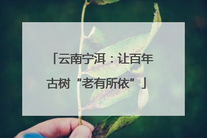 云南宁洱：让百年古树“老有所依”