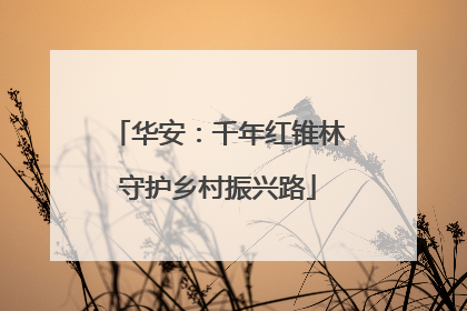 华安：千年红锥林守护乡村振兴路
