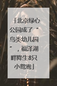 北京绿心公园成了“鸟类幼儿园”，福泽湖畔降生8只小鸳鸯