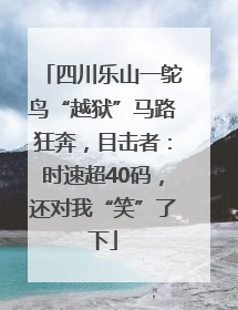 四川乐山一鸵鸟“越狱”马路狂奔，目击者：时速超40码，还对我“笑”了下