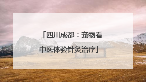 四川成都：宠物看中医体验针灸治疗