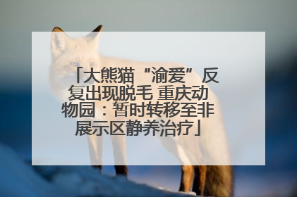 大熊猫“渝爱”反复出现脱毛 重庆动物园：暂时转移至非展示区静养治疗