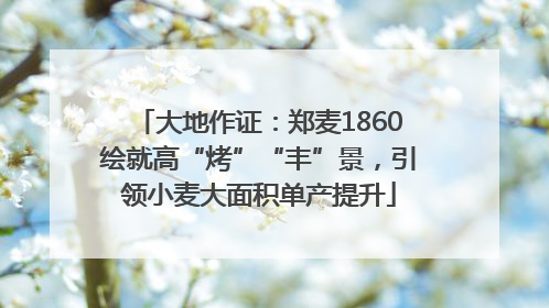 大地作证：郑麦1860绘就高“烤”“丰”景，引领小麦大面积单产提升