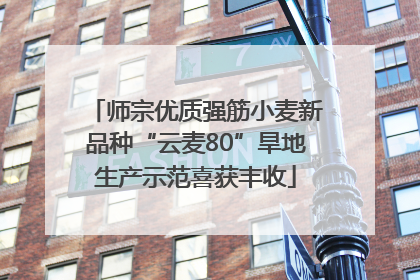 师宗优质强筋小麦新品种“云麦80”旱地生产示范喜获丰收