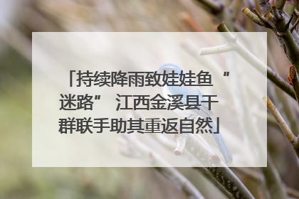 持续降雨致娃娃鱼“迷路” 江西金溪县干群联手助其重返自然