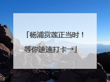 杨浦赏莲正当时！等你速速打卡→
