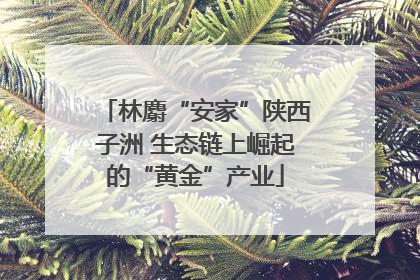 林麝“安家”陕西子洲 生态链上崛起的“黄金”产业