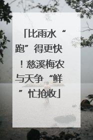 比雨水“跑”得更快！慈溪梅农与天争“鲜”忙抢收