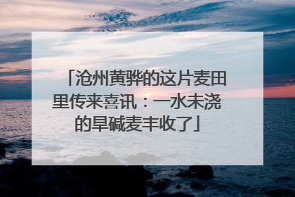 沧州黄骅的这片麦田里传来喜讯：一水未浇的旱碱麦丰收了
