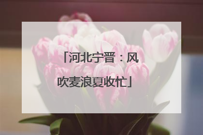 河北宁晋：风吹麦浪夏收忙