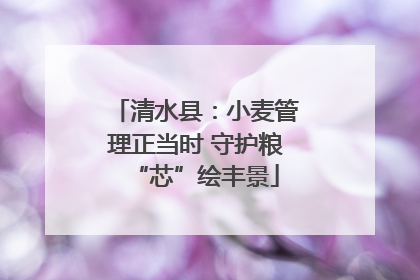 清水县：小麦管理正当时 守护粮“芯”绘丰景