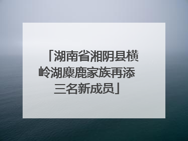 湖南省湘阴县横岭湖麋鹿家族再添三名新成员
