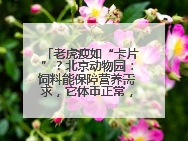 老虎瘦如“卡片”？北京动物园：饲料能保障营养需求，它体重正常，放心吧