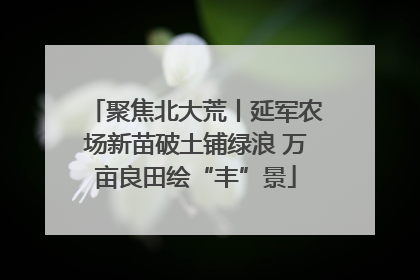 聚焦北大荒丨延军农场新苗破土铺绿浪 万亩良田绘“丰”景