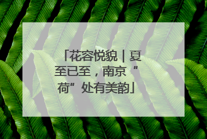 花容悦貌｜夏至已至，南京“荷”处有美韵