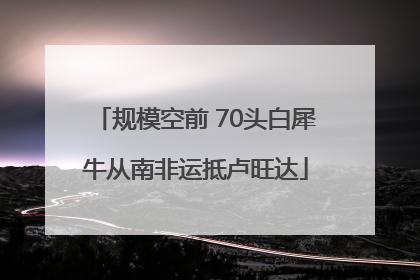 规模空前 70头白犀牛从南非运抵卢旺达