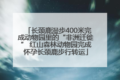 长颈鹿漫步400米完成动物园里的“非洲迁徙” 红山森林动物园完成怀孕长颈鹿步行转运