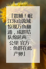 震撼！岷江乐山流域惊现万鱼翻涌，成群结队绵延两三公里 官方：鱼群在此产卵